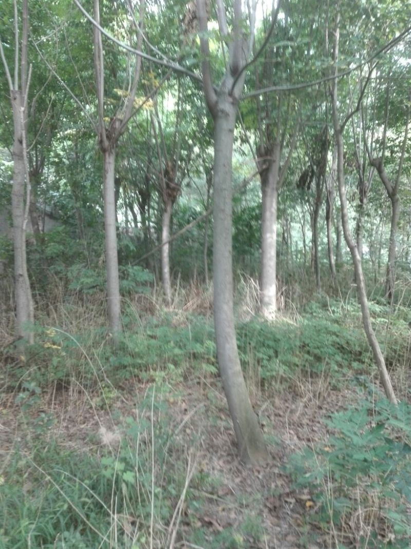 14一22厘米胸径栾树
