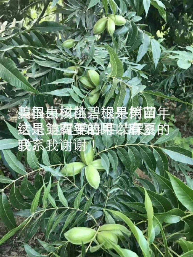 2-5公分碧根果树大量出售