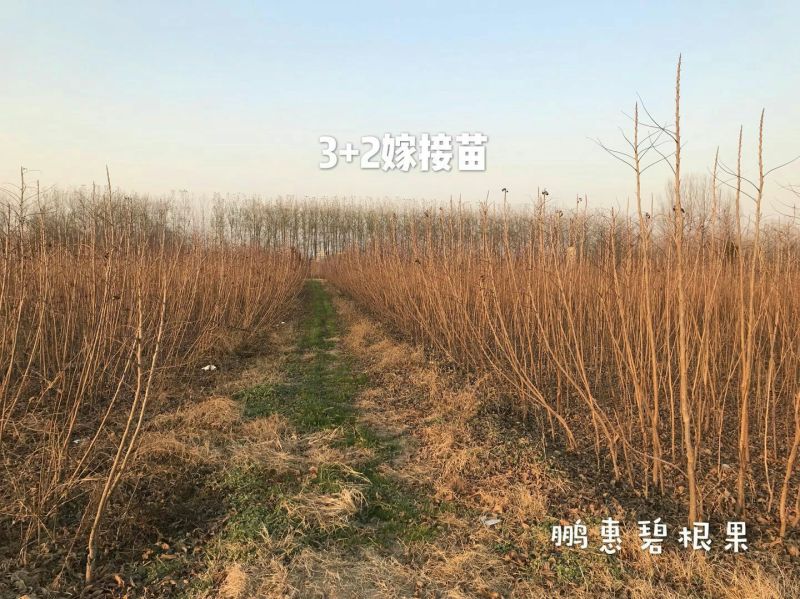 2-5公分碧根果树大量出售