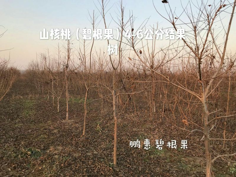 2-5公分碧根果树大量出售