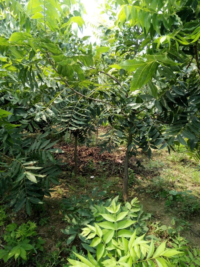 2-5公分碧根果树大量出售