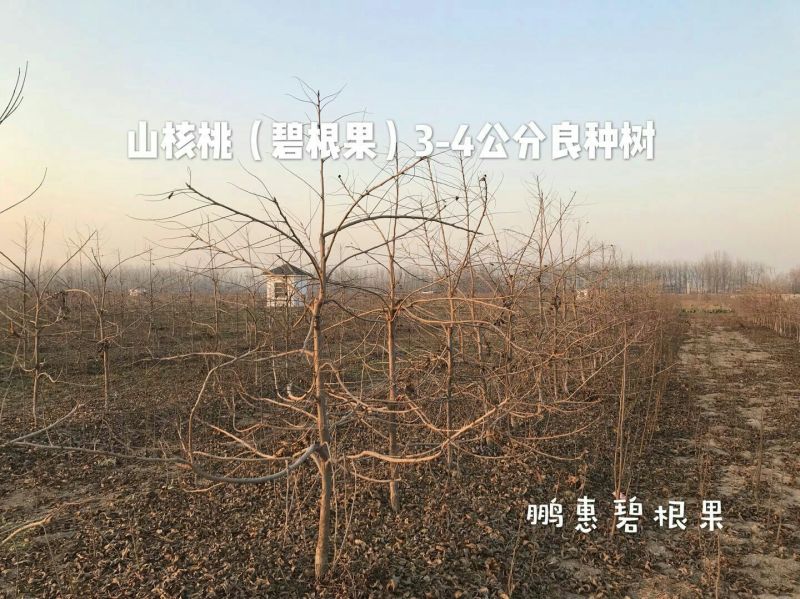 2-5公分碧根果树大量出售
