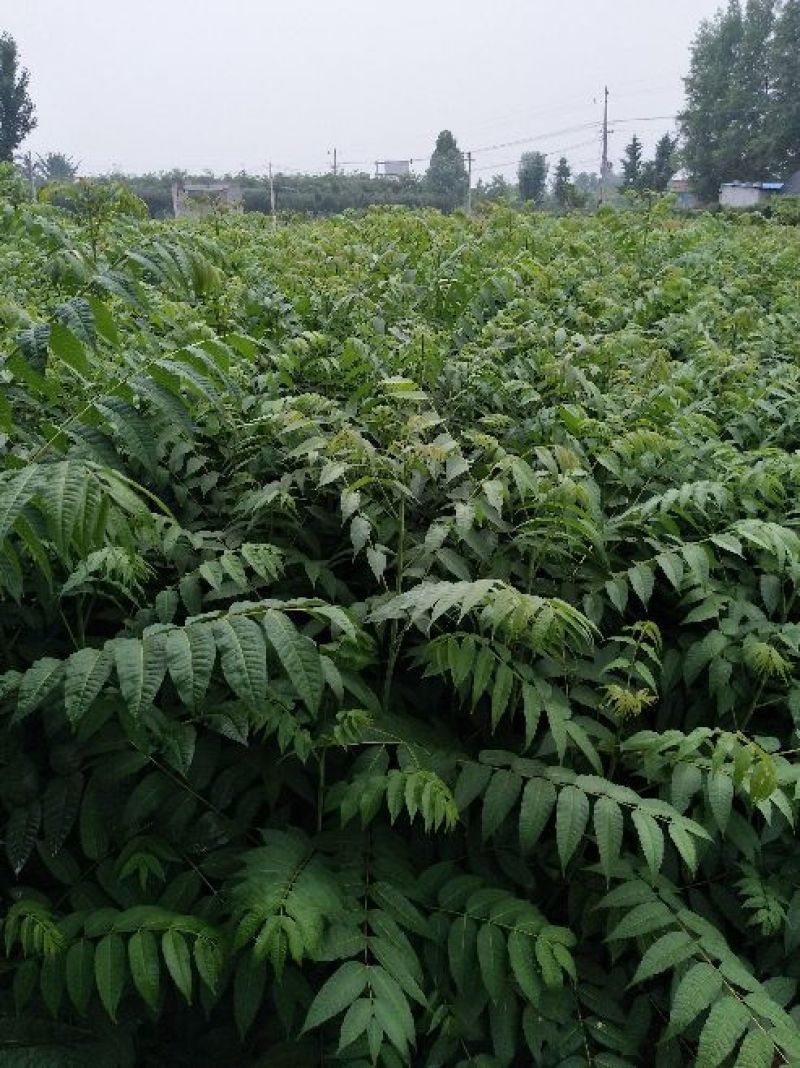 香椿苗大棚香椿苗，矮化香椿苗，红油香椿苗现起现发，