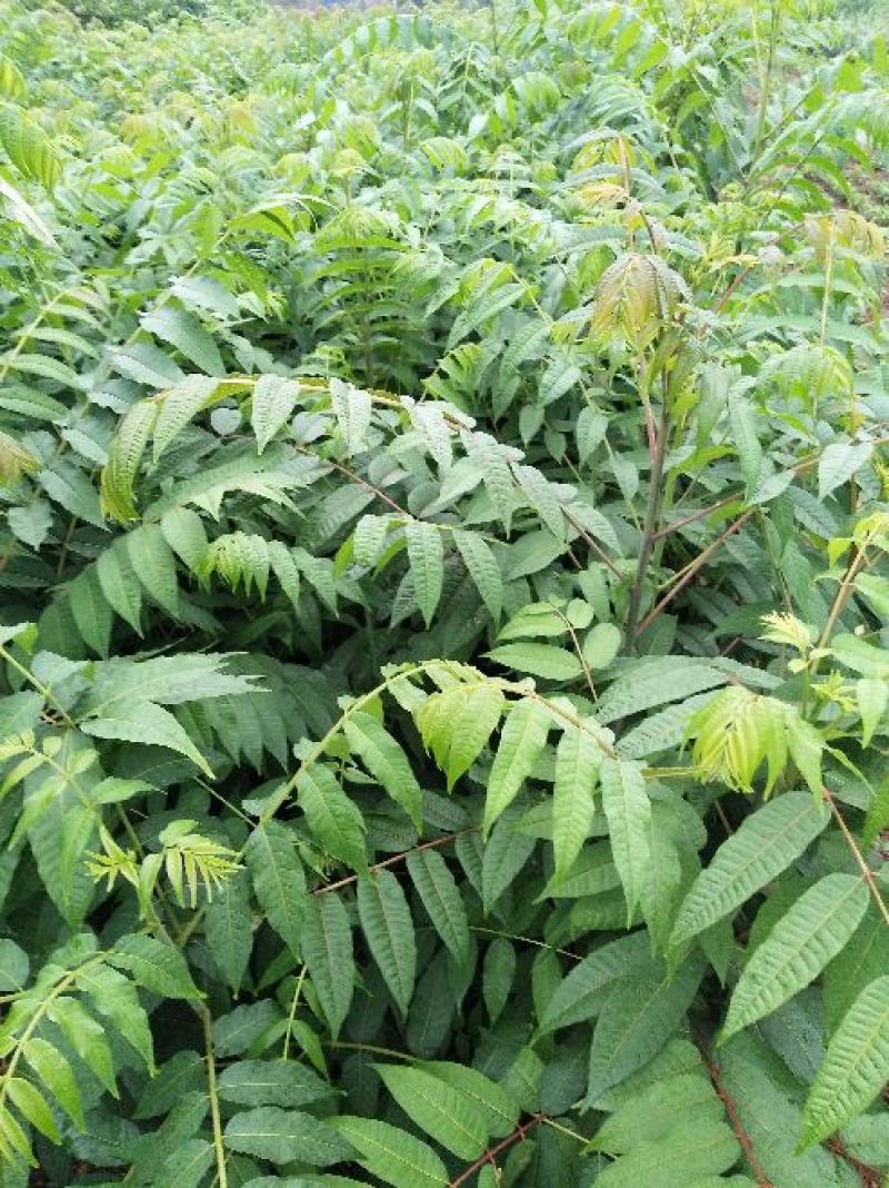 香椿苗大棚香椿苗，矮化香椿苗，红油香椿苗现起现发，