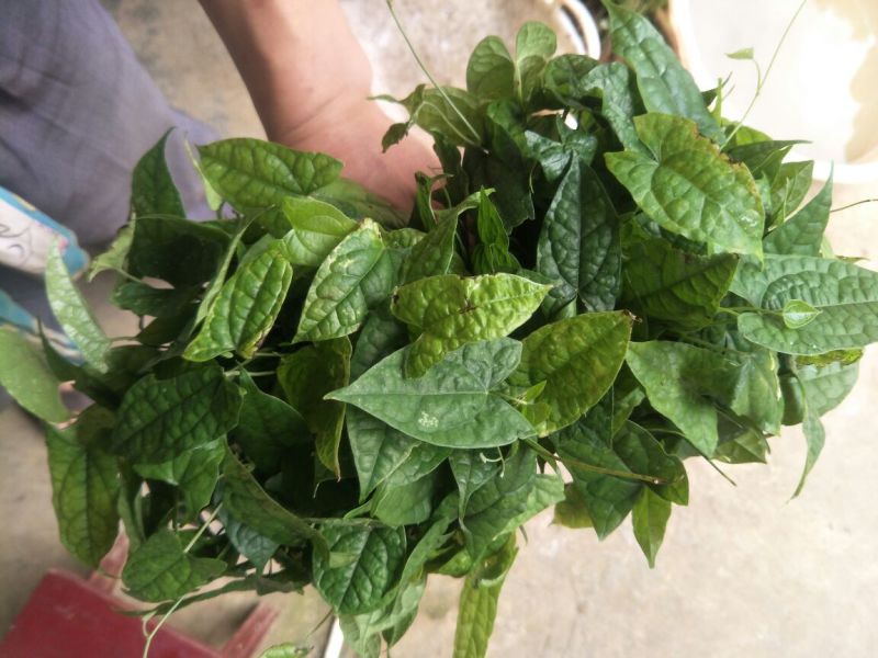 地苦胆块根苗直播苗金果揽苗甩卖，100棵起发货