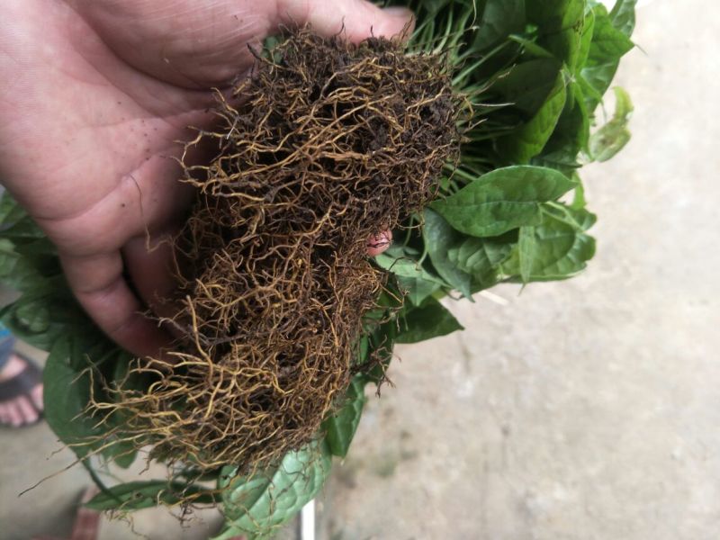 地苦胆块根苗直播苗金果揽苗甩卖，100棵起发货
