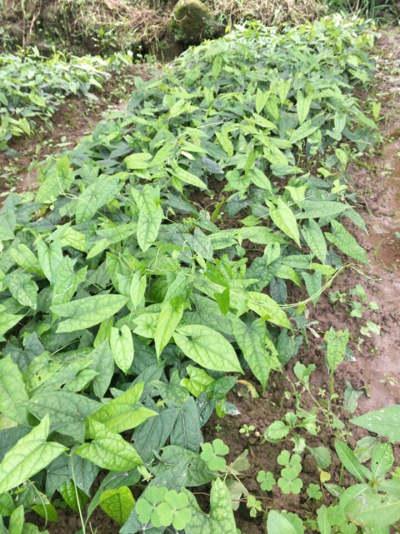 地苦胆块根苗直播苗金果揽苗甩卖，100棵起发货