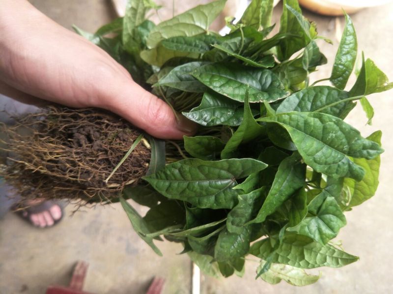 地苦胆块根苗直播苗金果揽苗甩卖，100棵起发货