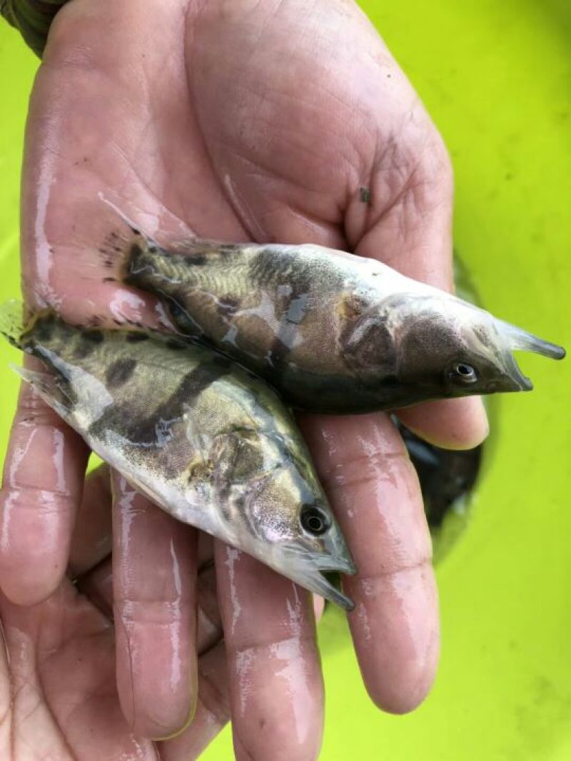 桂花鱼苗鳜鱼苗斑桂鱼苗翘嘴桂花鱼苗鳌花鱼苗