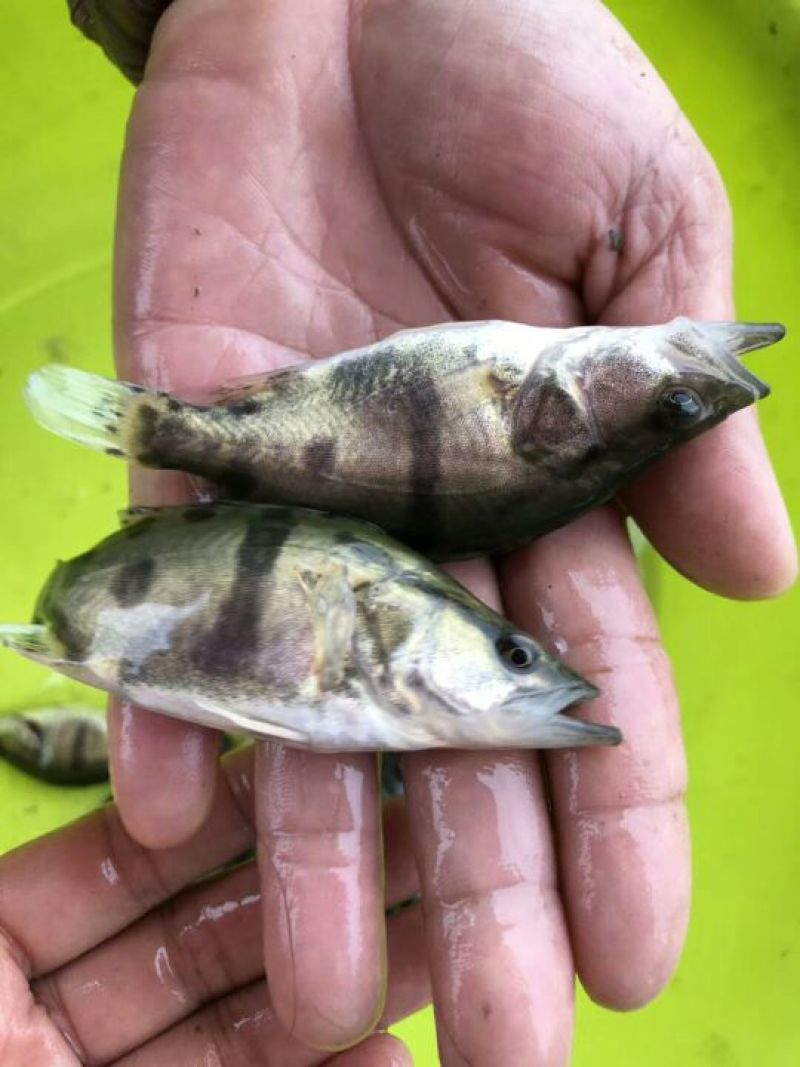 桂花鱼苗鳜鱼苗斑桂鱼苗翘嘴桂花鱼苗鳌花鱼苗