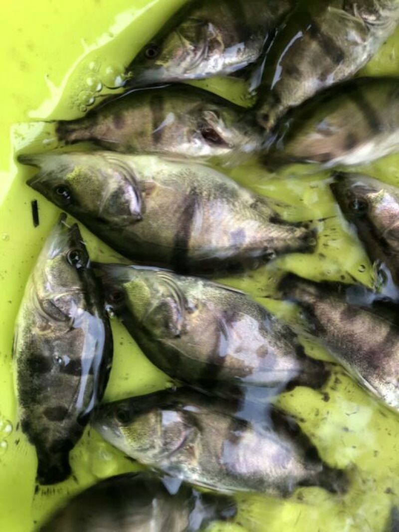 桂花鱼苗鳜鱼苗斑桂鱼苗翘嘴桂花鱼苗鳌花鱼苗