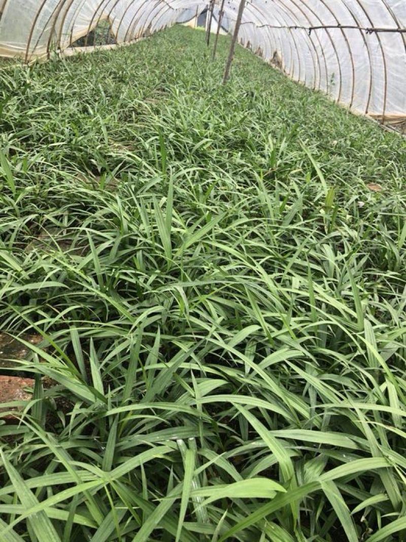 云南三叉白芨驯化两年种苗芽头多茎块大产量高