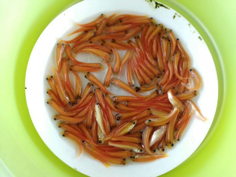 金丝鲤鱼苗红鲤鱼苗金丝花鲢鱼苗存活率高达90%