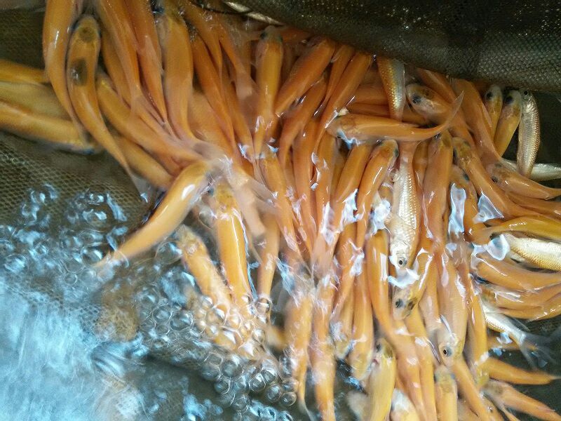 金丝鲤鱼苗红鲤鱼苗金丝花鲢鱼苗存活率高达90%