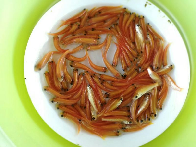 金丝鲤鱼苗红鲤鱼苗金丝花鲢鱼苗存活率高达90%