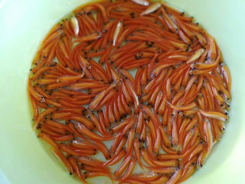 金丝鲤鱼苗红鲤鱼苗金丝花鲢鱼苗存活率高达90%