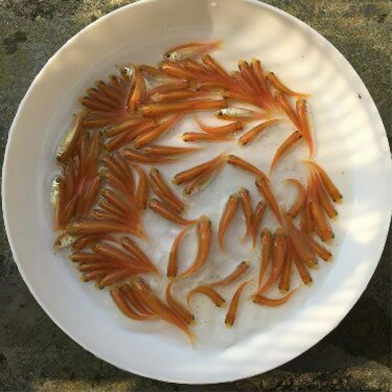 金丝鲤鱼苗红鲤鱼苗金丝花鲢鱼苗存活率高达90%