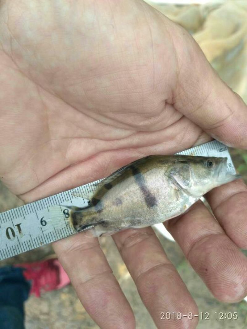 桂花鱼苗鳜鱼苗斑桂鱼苗翘嘴桂花鱼苗鳌花鱼苗