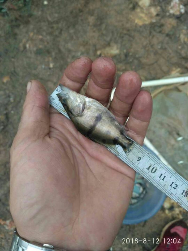 桂花鱼苗鳜鱼苗斑桂鱼苗翘嘴桂花鱼苗鳌花鱼苗