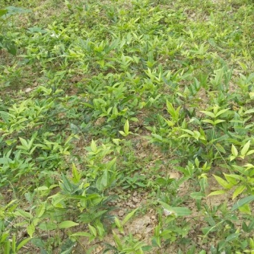 甘草苗