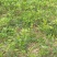 甘草苗