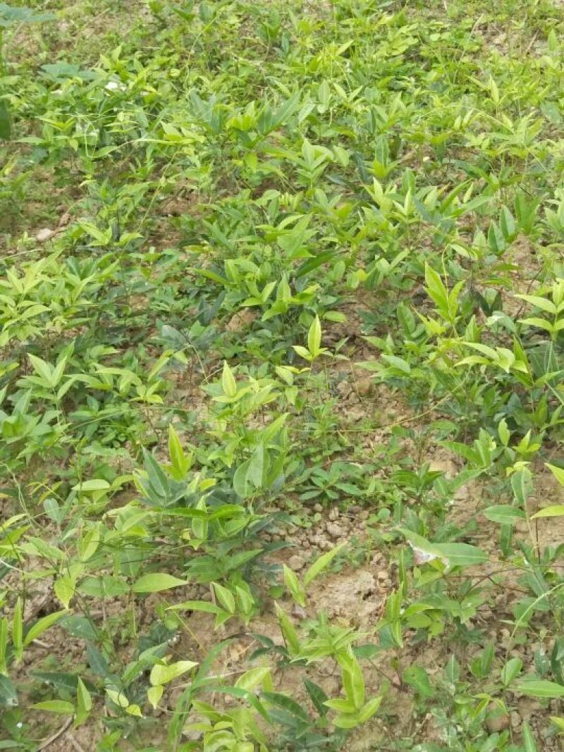 甘草苗
