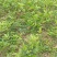 甘草苗