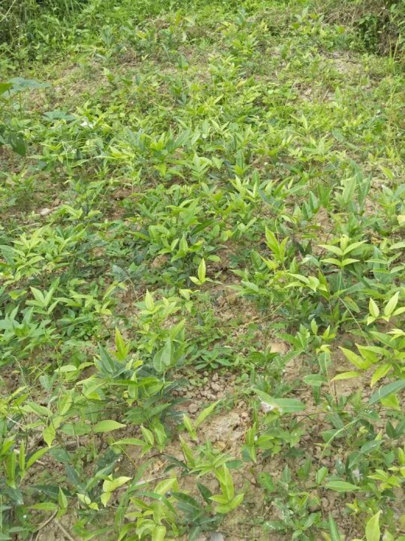 甘草苗