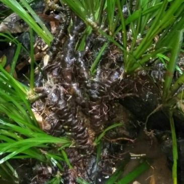 石菖蒲