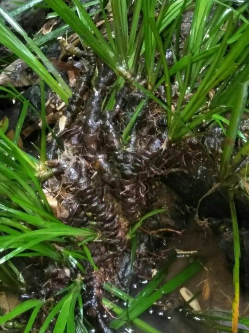 石菖蒲