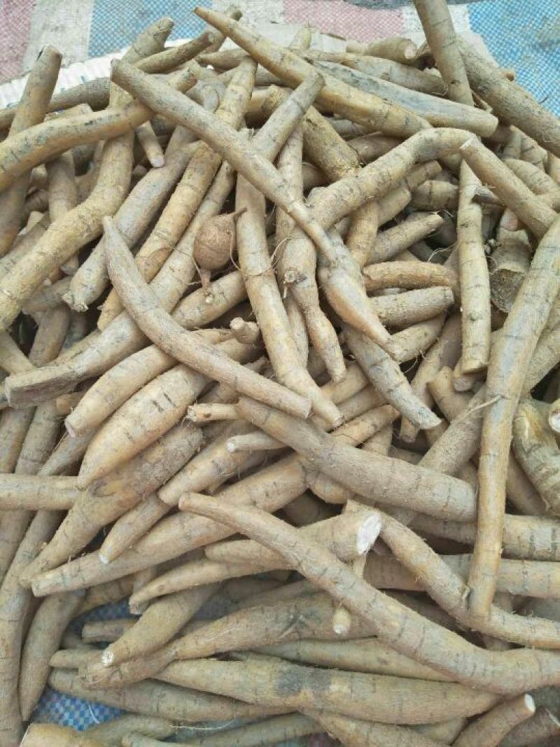 生牛大力