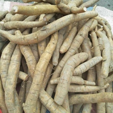 生牛大力