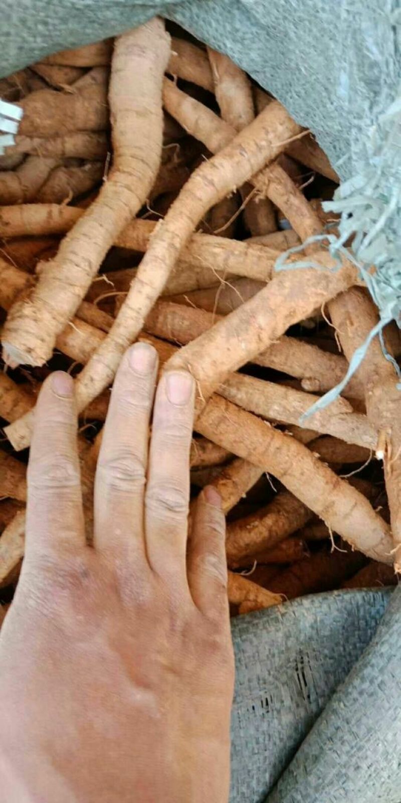 生牛大力