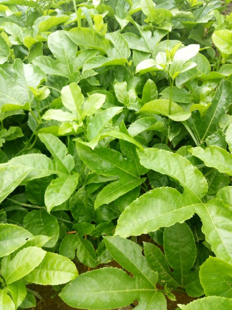 脆皮金桔百香果温州蜜桔小苗出售