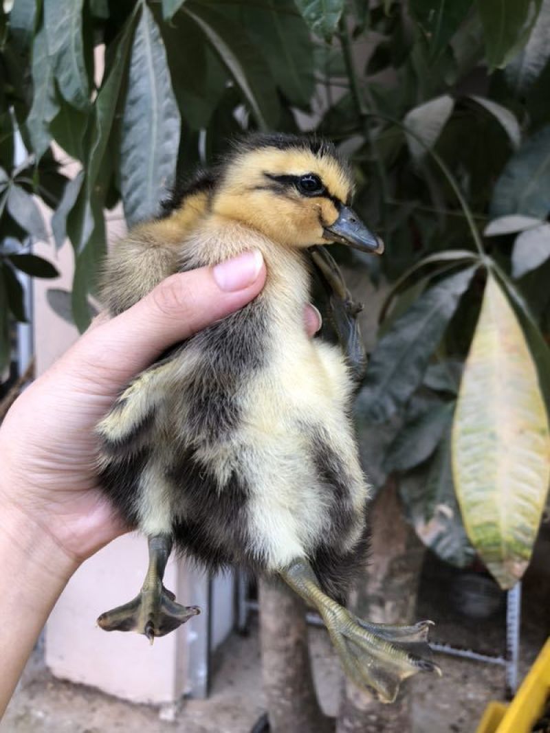 麻鸭苗