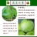 芋香东瓜