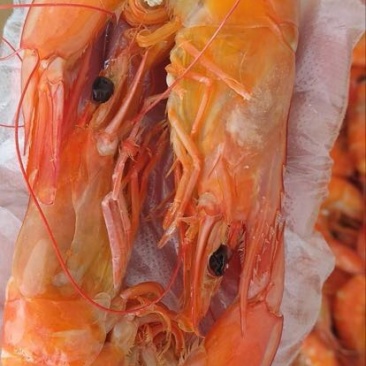 对虾冻虾