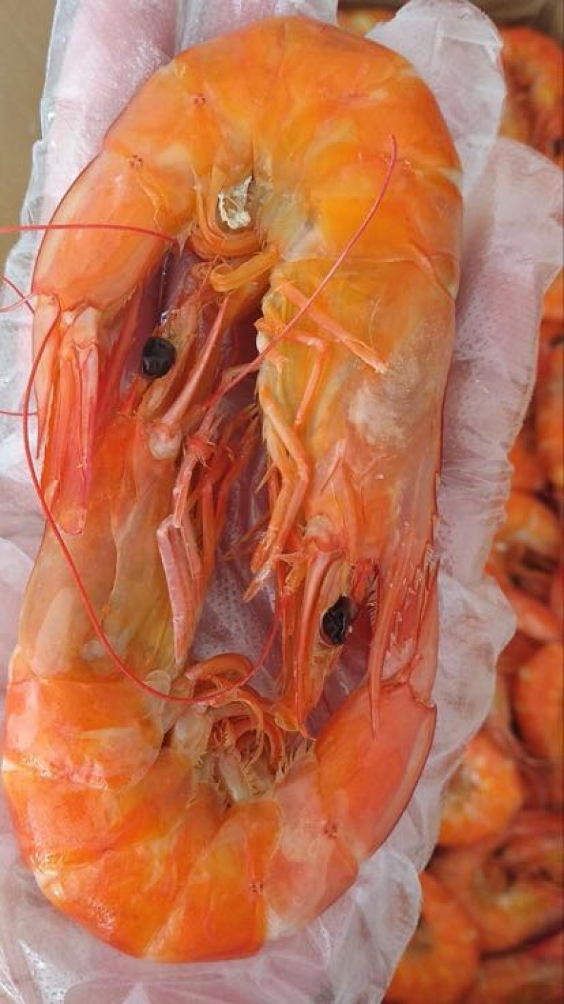 对虾冻虾
