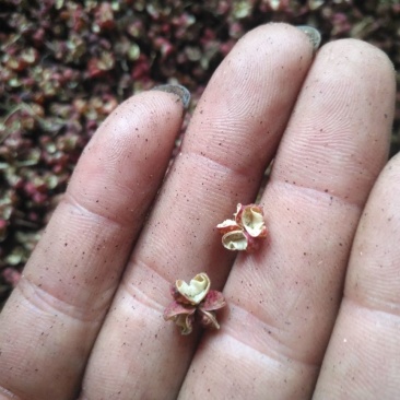 大红袍，精品梅花椒