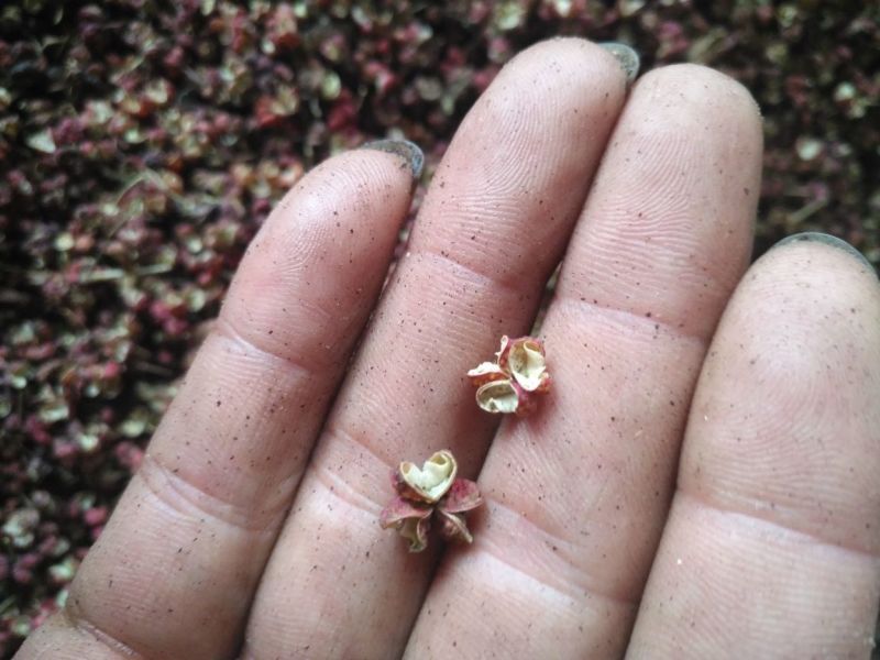 大红袍，精品梅花椒