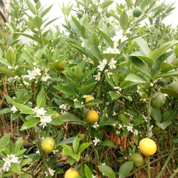 脆皮金桔四季开花结果