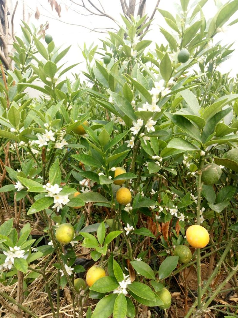 脆皮金桔四季开花结果