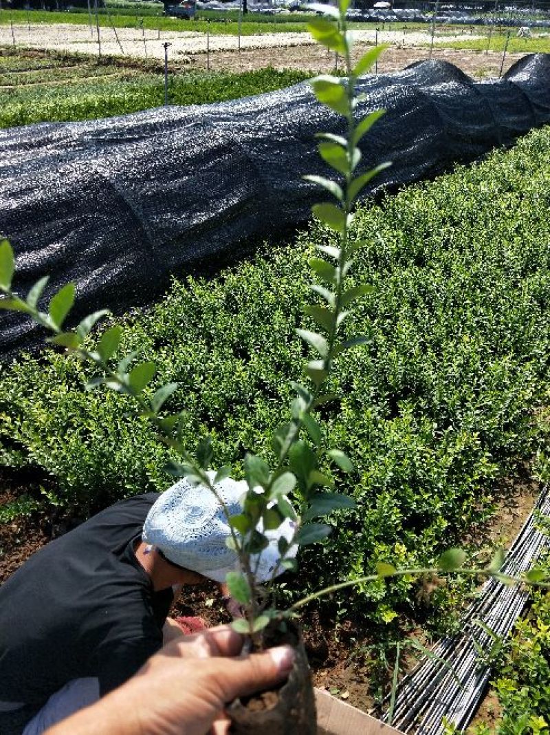 小叶扶芳藤园林绿化小苗三江花卉常年大量栽培