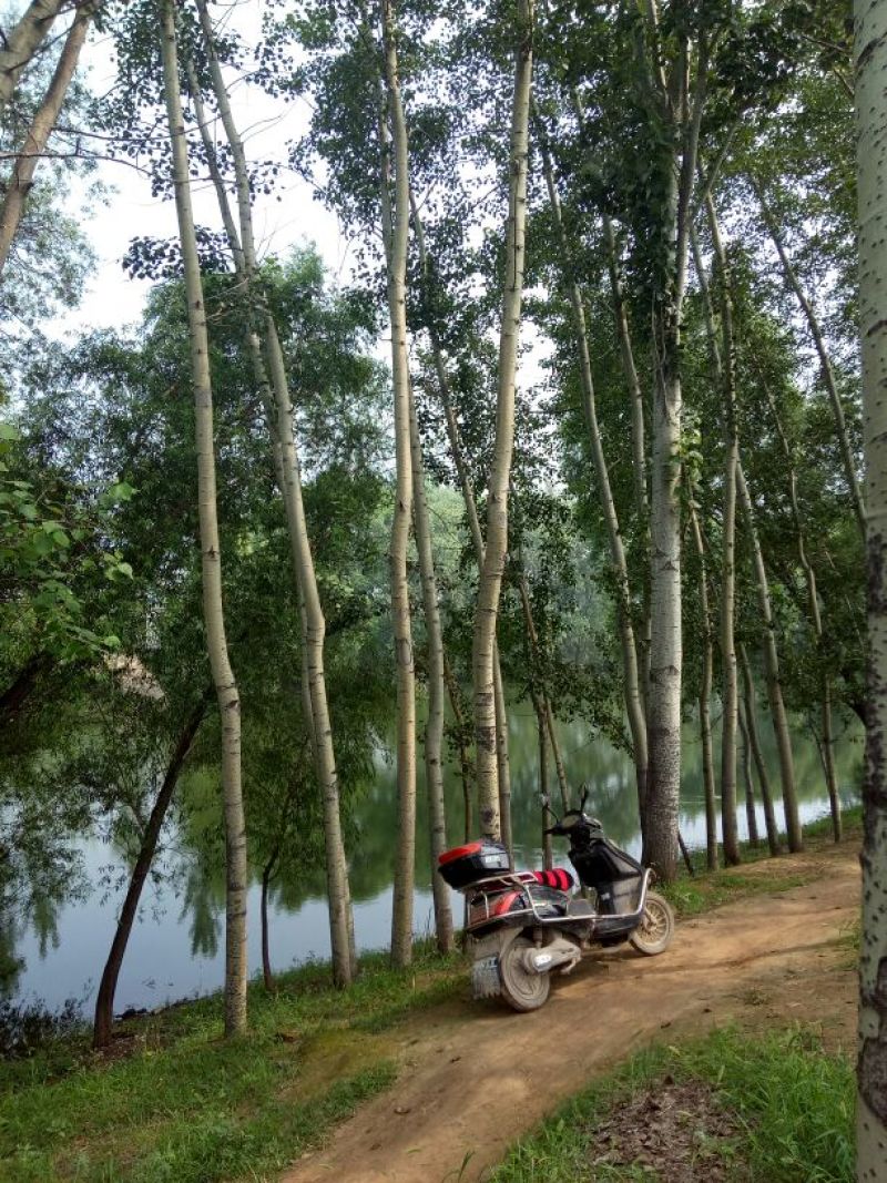 杨树10~20cm