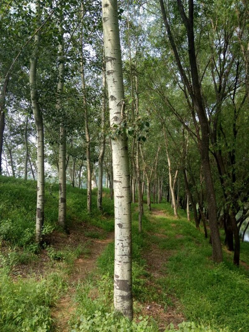 杨树10~20cm