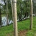 杨树10~20cm