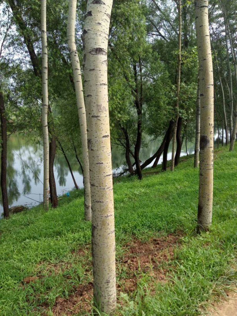 杨树10~20cm