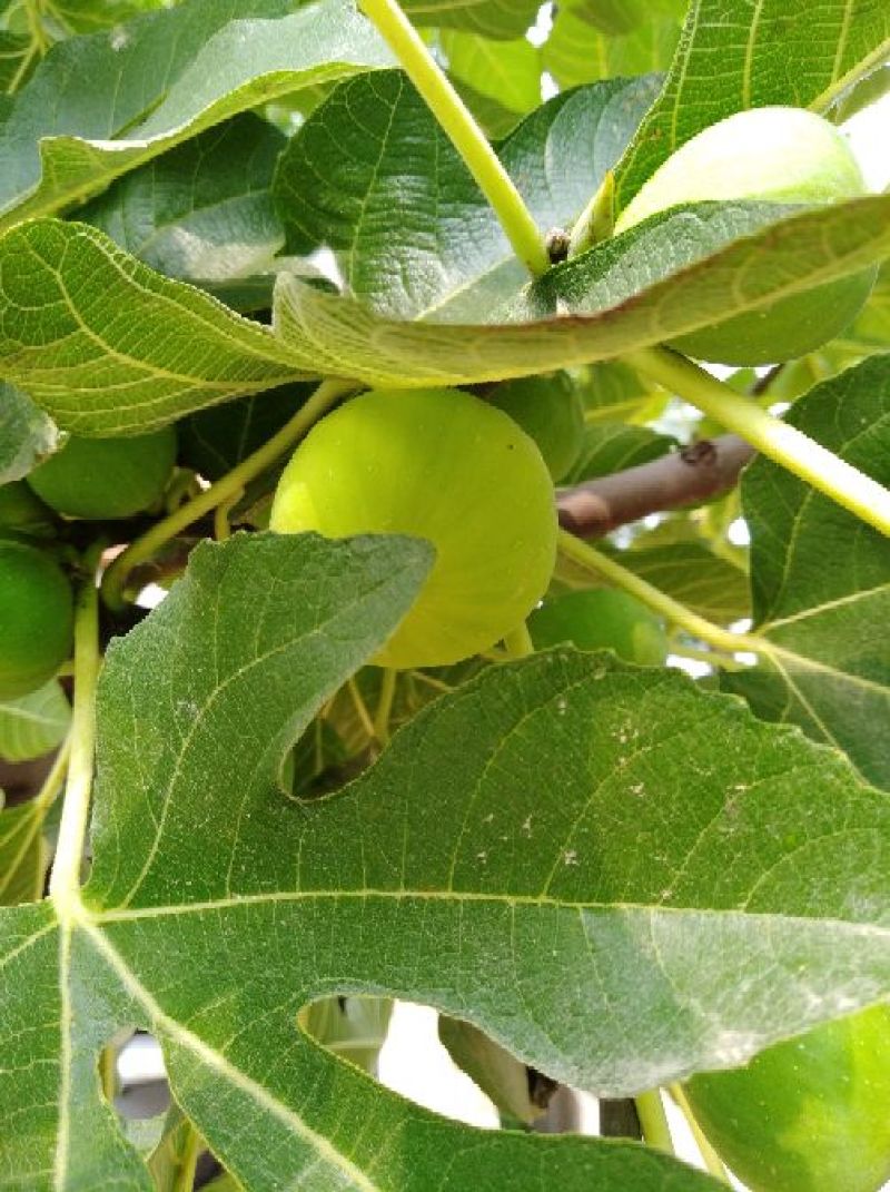 无花果苗2年生无花果树苗当年挂果果个大口感绵甜