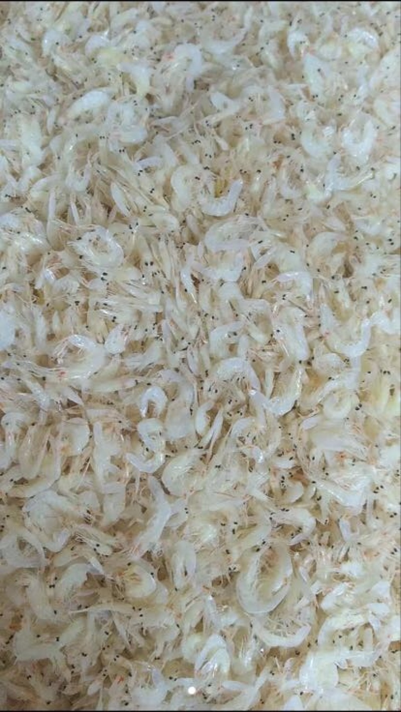 虾皮一级