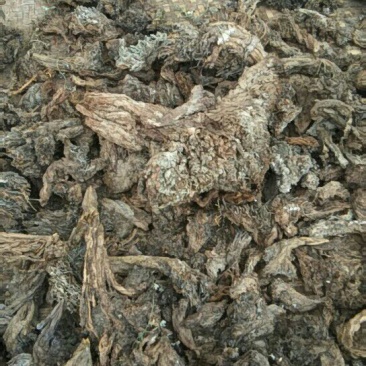 野生岩黄莲块茎，货好价格美丽！